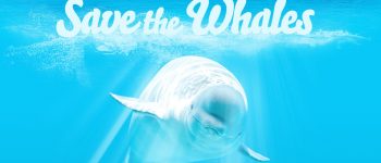 Un click sul sito porno per salvare i cetacei