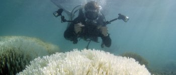 Coralli sbiancati dal calore