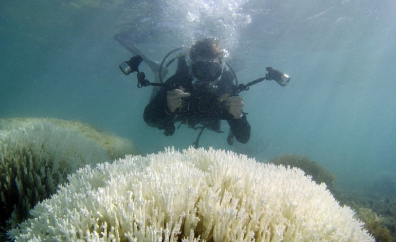 Coralli sbiancati dal calore