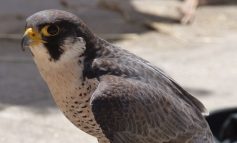La curiosa asimmetria del falco pellegrino ovvero brevi note di etologia spicciola