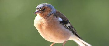 Direttiva habitat e uccelli, l'UE punta sulla biodiversità