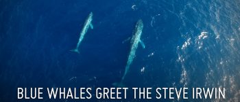 I droni di Sea Shepherd immortalano due balenottere azzurre