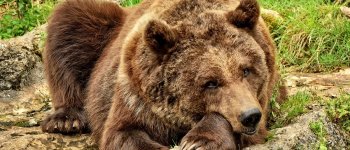 Gli orsi non vanno in letargo : fa troppo caldo