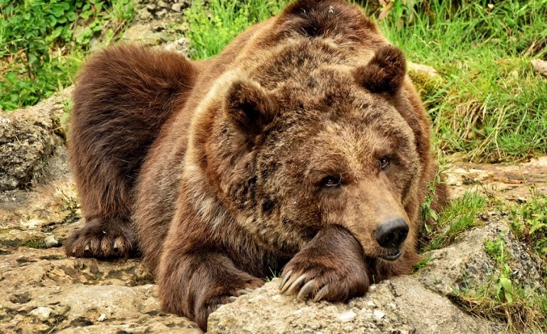 Gli orsi non vanno in letargo : fa troppo caldo