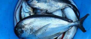 Il 96% degli stock ittici è sovrasfruttato