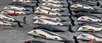 Il bilancio della caccia alla balena in Antartide