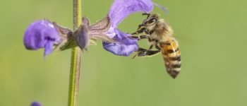 Le api, terza specie per importanza economica