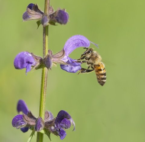 Le api, terza specie per importanza economica