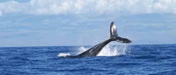 L'Islanda cancella la caccia alle balene