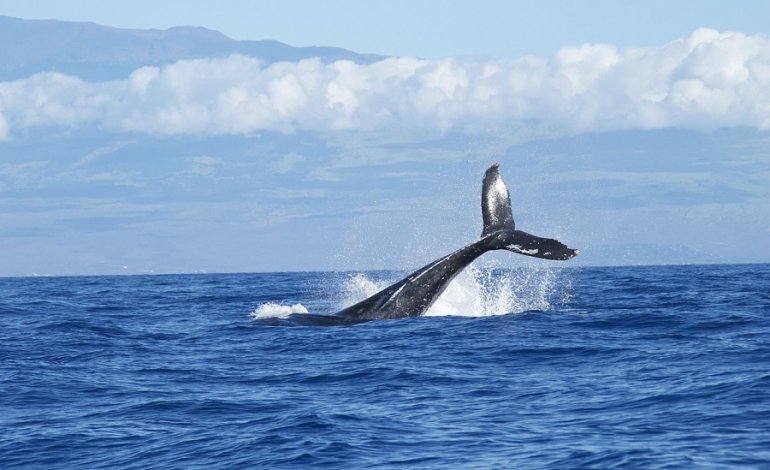 L’Islanda cancella la caccia alle balene