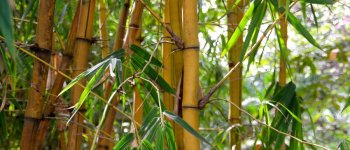 Il bambù: antisismico per natura che può salvare vite umane