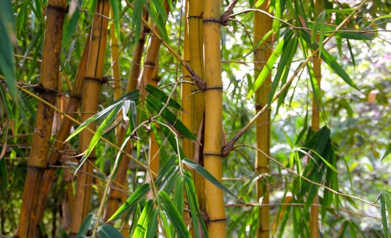 Il bambù: antisismico per natura che può salvare vite umane