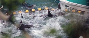 Chiusa la caccia ai delfini nella baia di Taiji