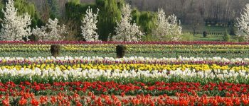 Fioritura anticipata al Tulip Garden di Srinagar