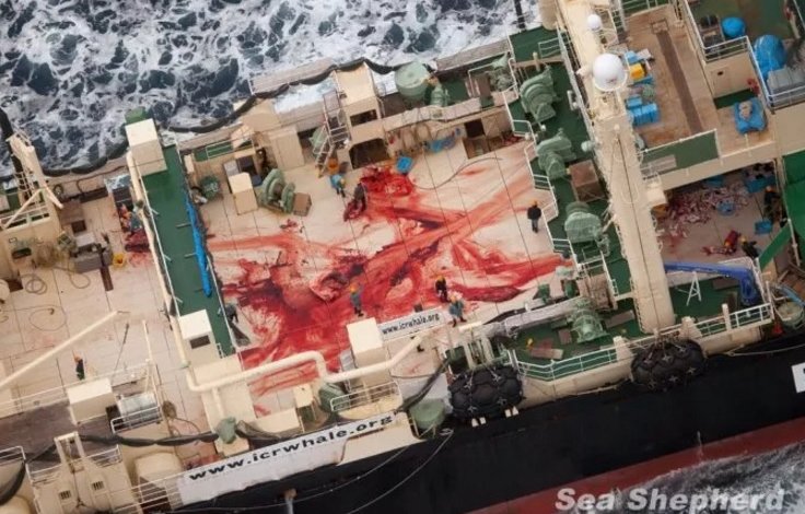 Ecco come le navi giapponesi hanno fatto strage di balene