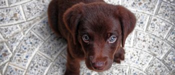 Boston vieta la vendita di cuccioli