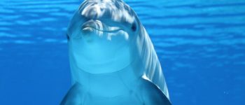 14 nazioni unite per tutelare il delfino comune