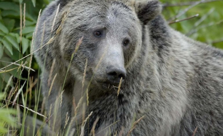A Yellowstone il destino del grizzly è incerto