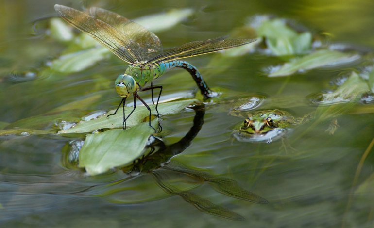 A fior d’acqua con la libellula