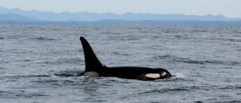 Sospeso il monitoraggio delle orche