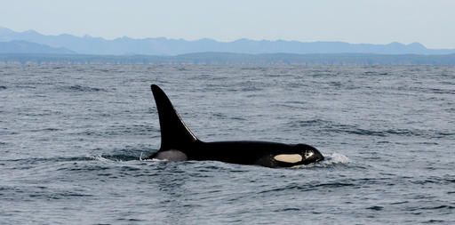 Sospeso il monitoraggio delle orche