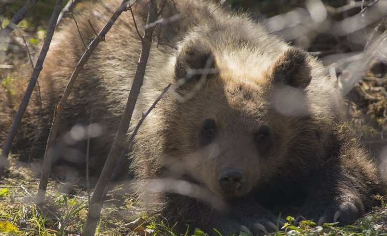 L’orsetto Morena è sopravvissuta all’inverno