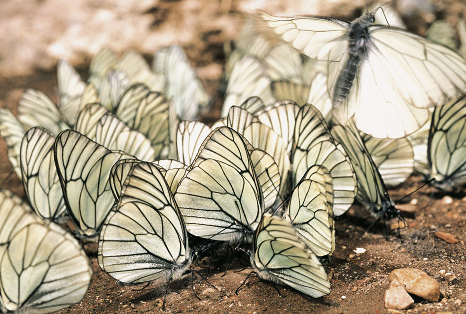 L’assembramento delle pieridi del biancospino