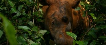 Il rinoceronte di Sumatra non è estinto: avvistato dopo 40 anni