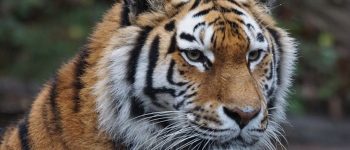 Entro il 2022 potrebbe raddoppiare il numero delle tigri