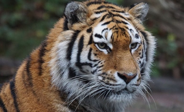 Entro il 2022 potrebbe raddoppiare il numero delle tigri
