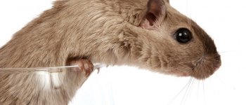 Uomini e topi sempre più diversi: la sperimentazione animale diventa inefficace