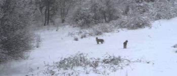 Un video eccezionale documenta l'incontro tra il lupo e la lince