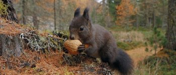 Faccia a faccia con gli scoiattoli, i folletti del bosco