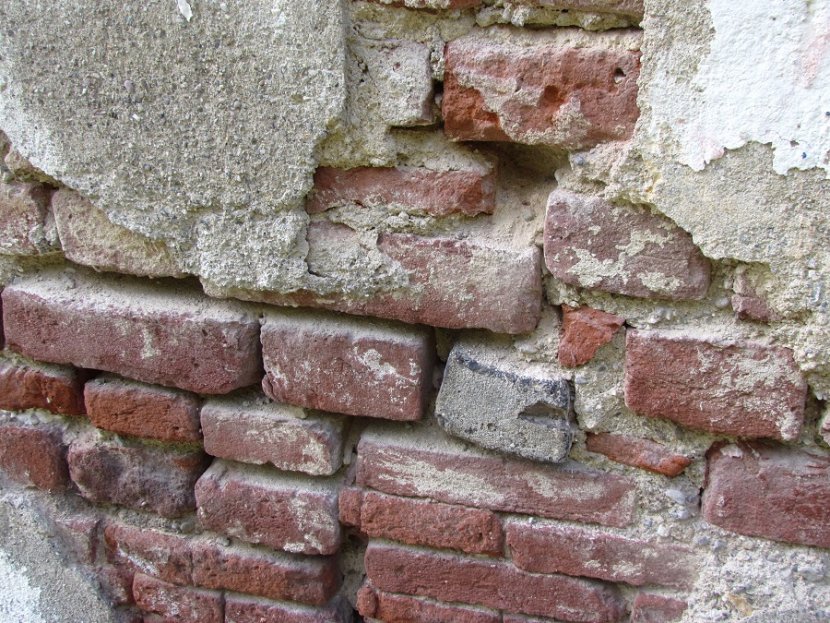 In città gli ecosistemi crescono sui muri