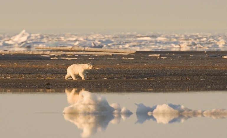 Artico, stop alla pesca a strascico