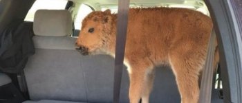 Tentano di salvare cucciolo di bisonte ma ne causano la morte