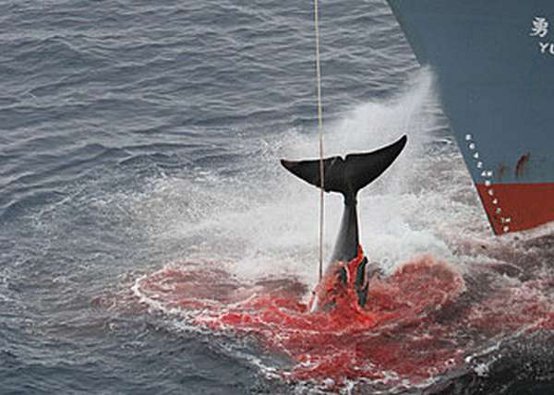 Censurate le immagini della caccia alla balene: “Compromettono i rapporti col Giappone” ​