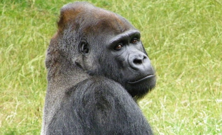 Proteggere la foresta per salvare i gorilla