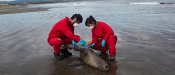 La strage di ​Chiloé ​: spiaggiati migliaia di animali ​