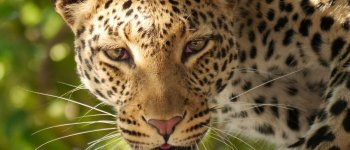 Allarme leopardo: perso il 75% dell'habitat
