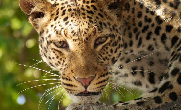 Allarme leopardo: perso il 75% dell’habitat