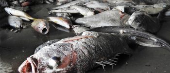 Il governo di Hanoi sabota le indagini sull’eccezionale moria di pesci