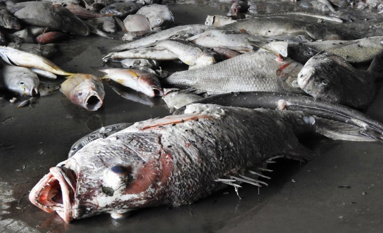 Il governo di Hanoi sabota le indagini sull’eccezionale moria di pesci