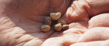 Una nuova idea di agricoltura contro il monopolio dei semi