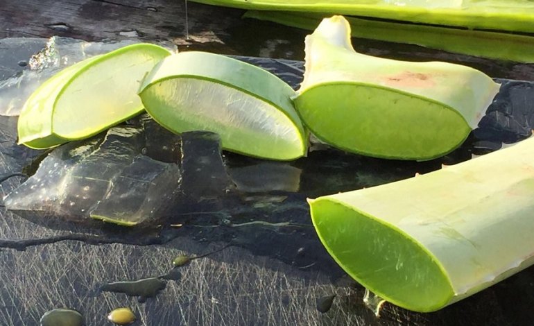 I componenti dell’aloe vera