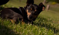 La comunicazione del cane: capire i segnali sonori e olfattivi