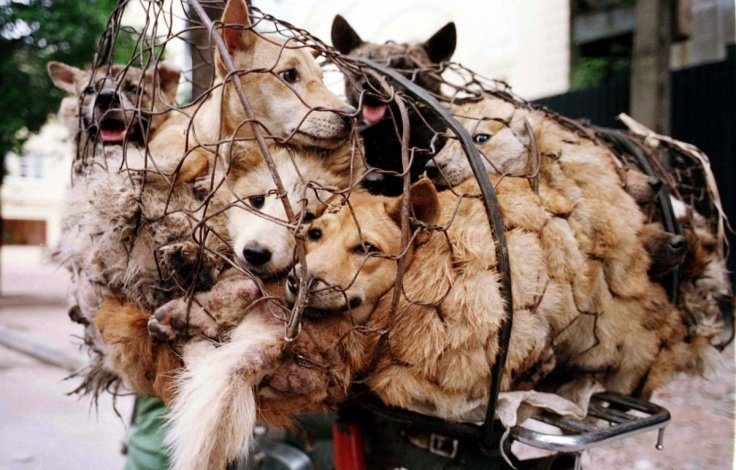 Una petizione per fermare il festival di Yulin