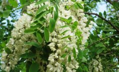 Acacia, il fiore buono da mangiare e che fa bene