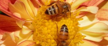 Facelia, il fiore che salverà le api donato gratis agli agricoltori