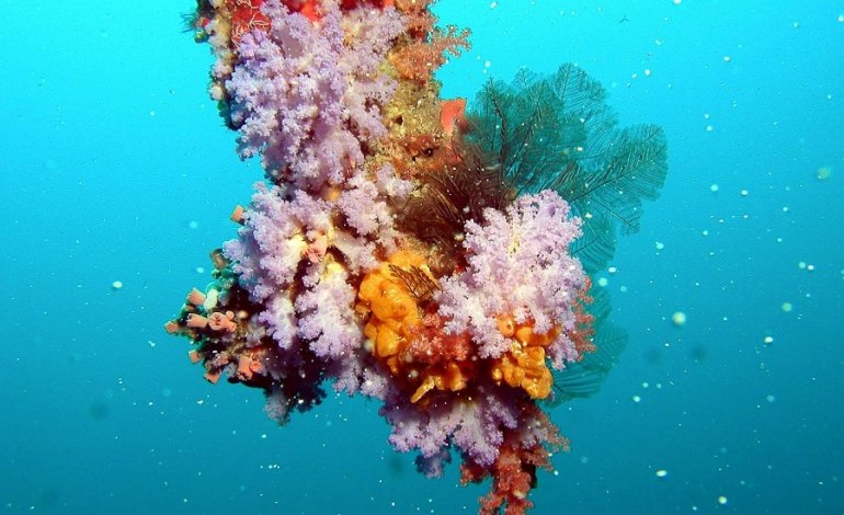 La salute dei coralli è migliore di quanto si creda